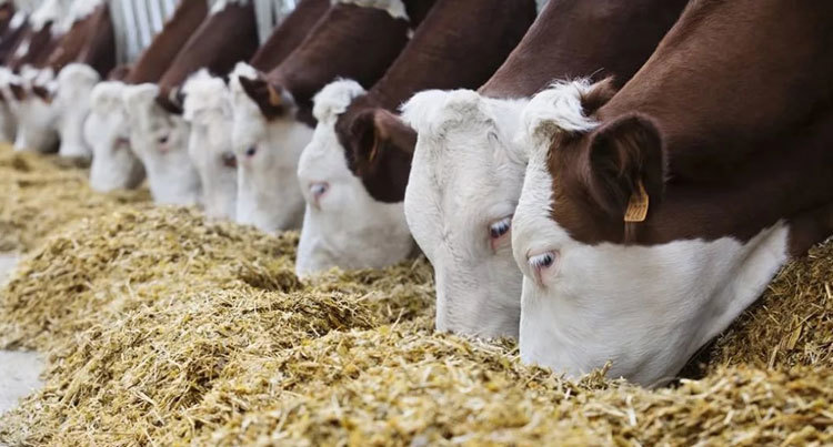 Cattle Feed Industry
